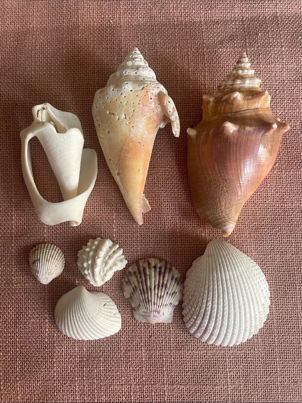 Natural Mixed Seashell Decor Set in Cream and Peach - Brand Unmarked